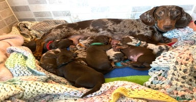 Miniature Dachshund dogs 8 MINIATURE DACHSHUNDS - Advert 6