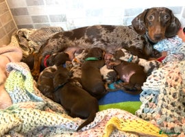 Miniature Dachshund dogs 8 MINIATURE DACHSHUNDS - Advert 6