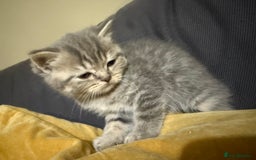 Scottish Fold cats for sale: Beautiful Scottish straight cross British shorts😍 - Image 10