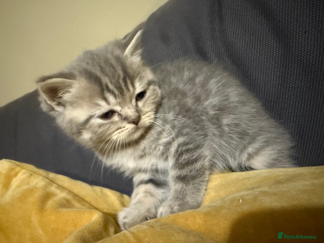 Scottish Fold cats for sale: Beautiful Scottish straight cross British shorts😍 - Image 10