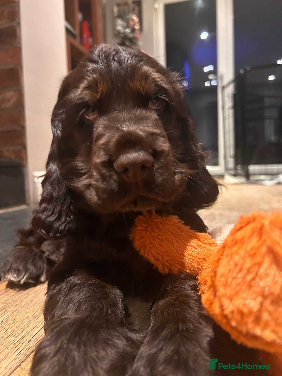 Cocker Spaniel dogs Show cocker spaniel puppies 💚READY NOW💚 - Advert 6