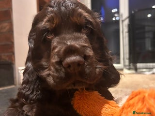 Cocker Spaniel dogs Show cocker spaniel puppies 💚READY NOW💚 - Advert 6