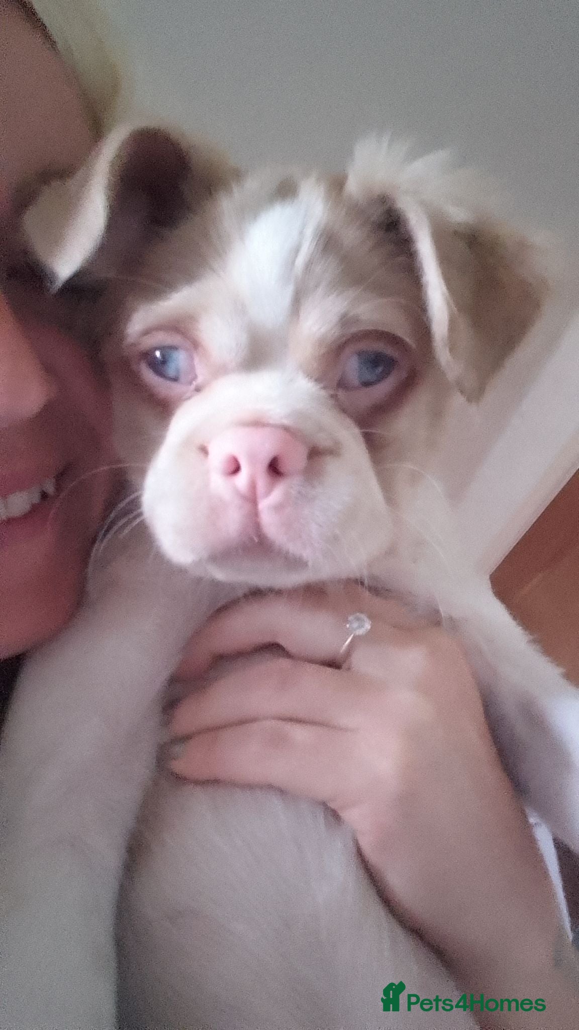 Jug dogs 6 adorable babies looking for their forever homes! - Advert 1