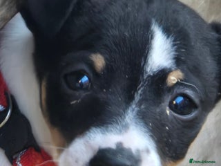 Jack Russell dogs Jack russel puppies - Advert 3