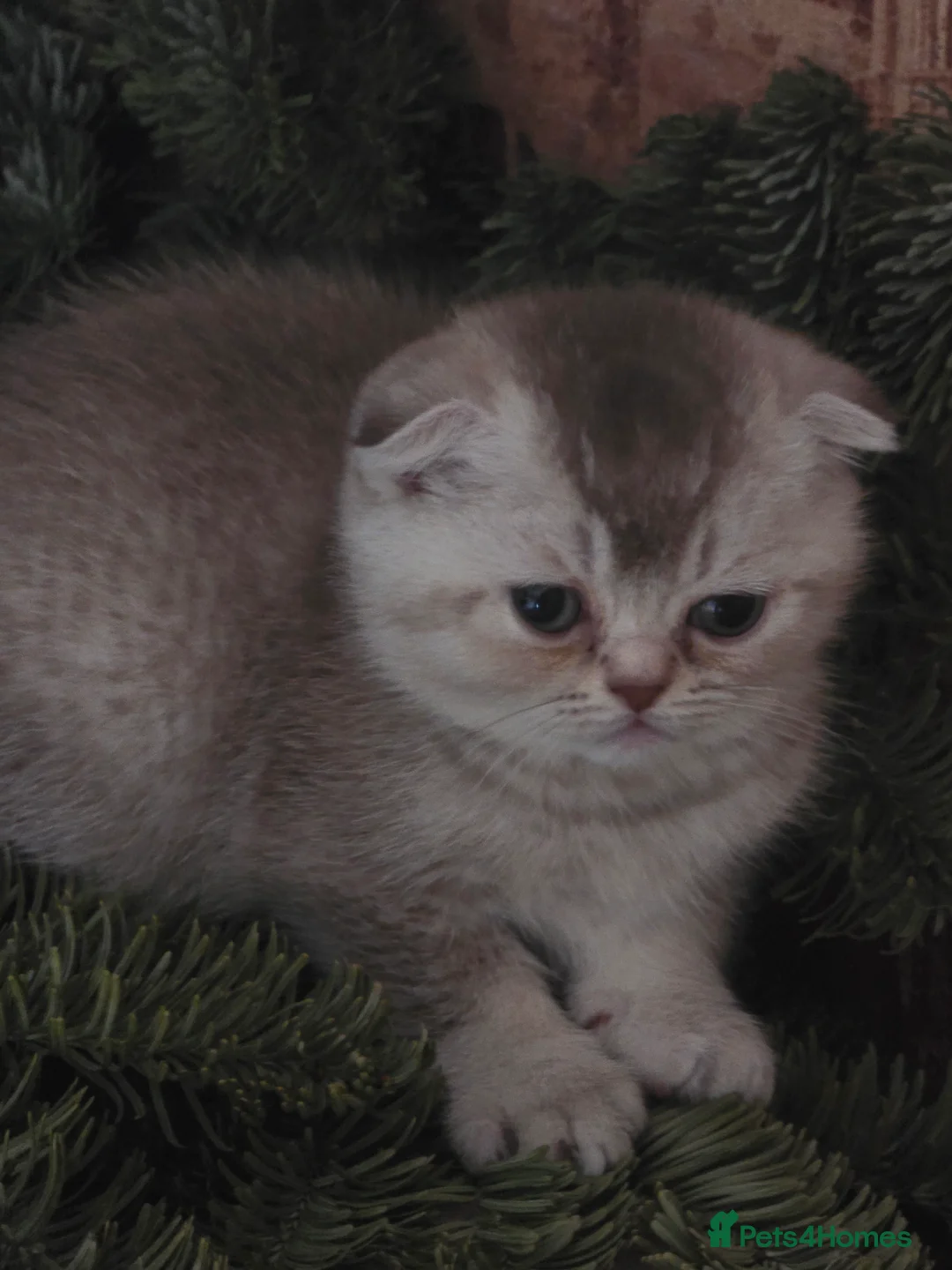 Scottish Fold cats for sale: Adorable Scottish Fold Kittens for Sale!  - Advert 11