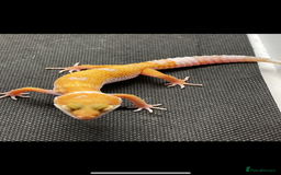 Gecko reptiles for sale: Geckos for sale STUNNING BABIES Leopard and AFT - Image 7