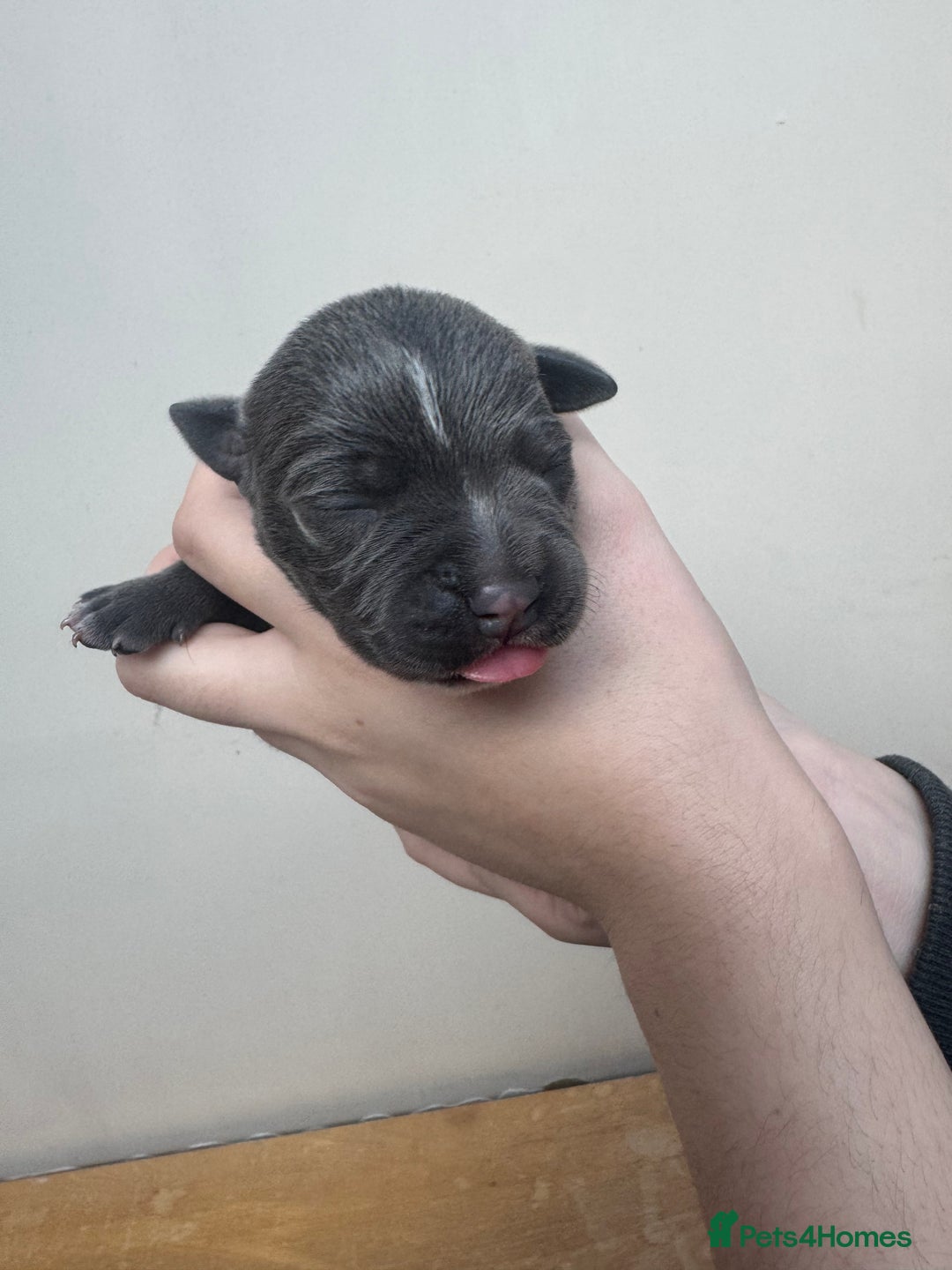 Staffordshire Bull Terrier dogs for sale: LAST BOY Stunning 🔵Staff pups KC READY TO GO ❤️❤️ - Advert 15