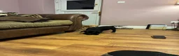 Labrador Retriever dogs for sale: Beautiful KC registered Labrador puppies  in Keighley - Advert 6