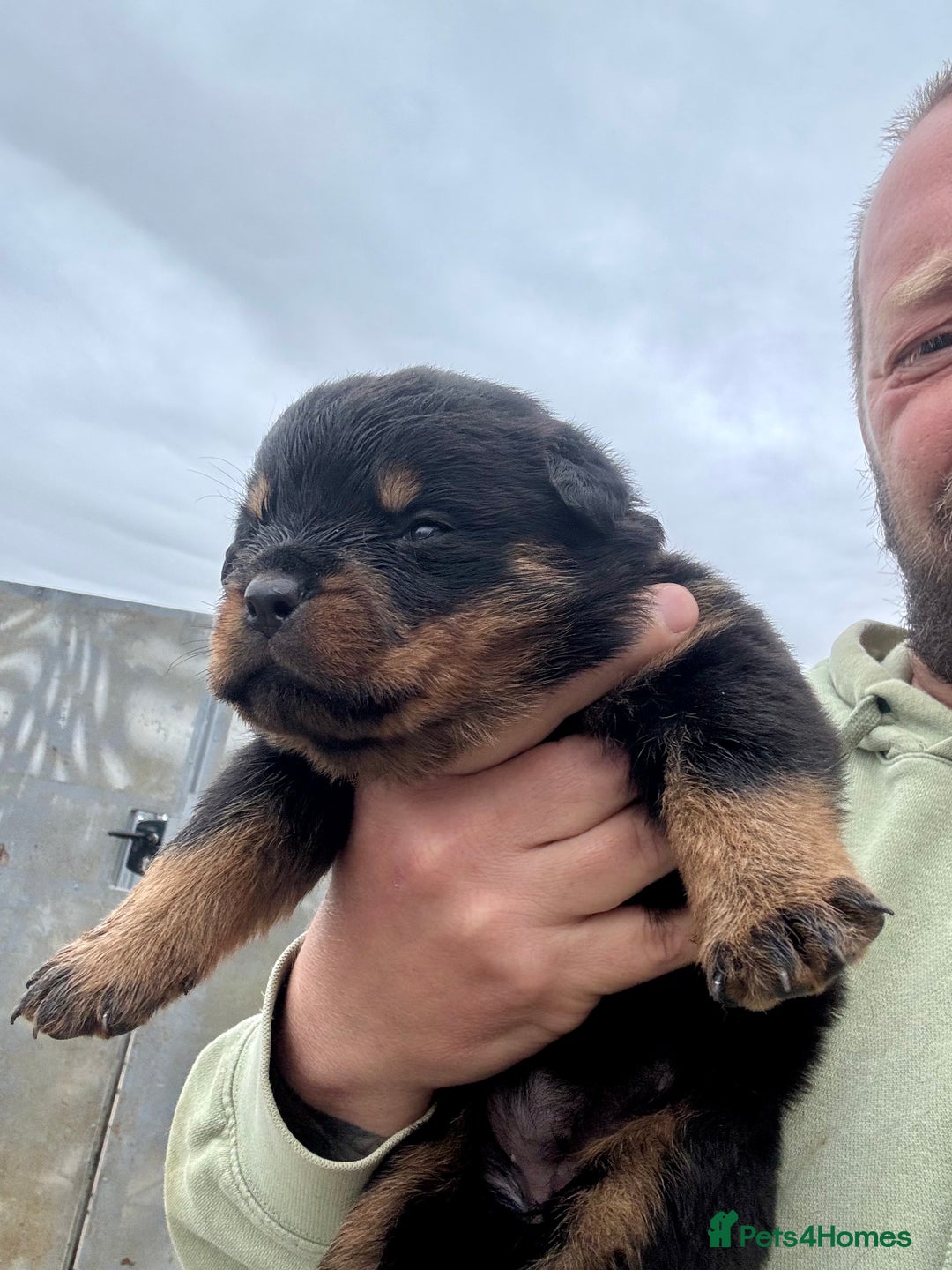 Rottweiler dogs for sale: 5 Generation pedigree  in Lanark - Image 21