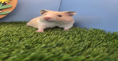 Hamster rodents - Advert 1