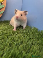 Hamster rodents - Advert 9