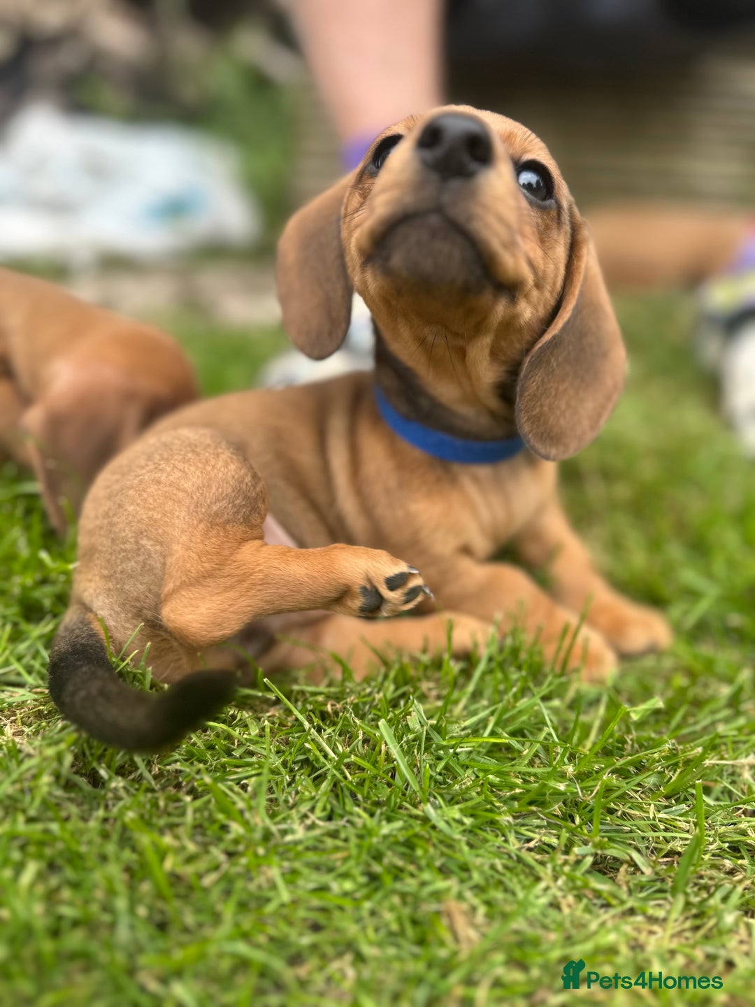 Dachshund dogs for sale: LAST Red Dapple Miniature Dachshund - Image 4