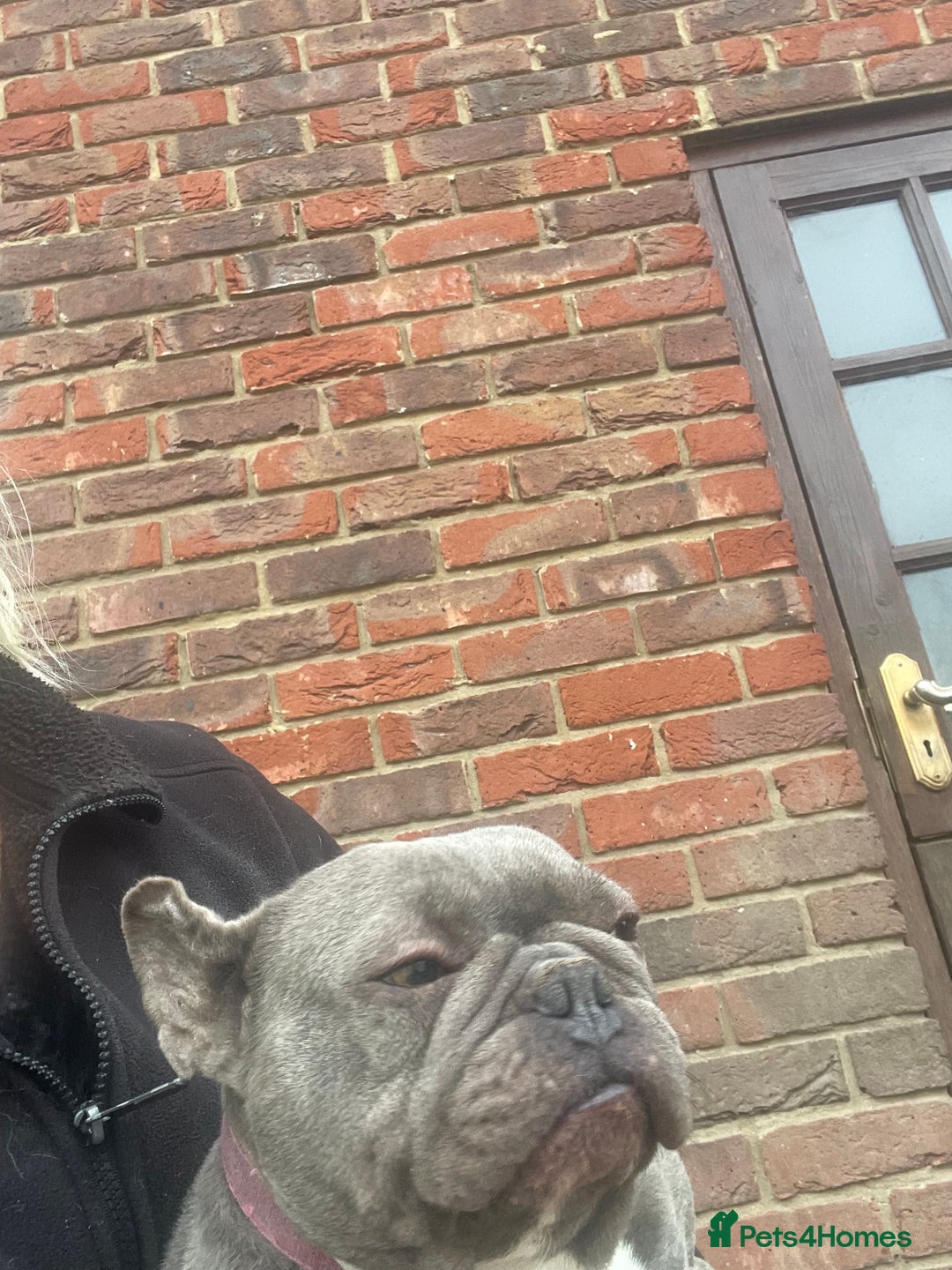 French Bulldog dogs for sale: Frenchie female - Advert 8