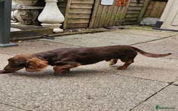 Miniature Dachshund dogs for stud: FLUFFY MINI DACHSHUND FOR STUD - Image 2