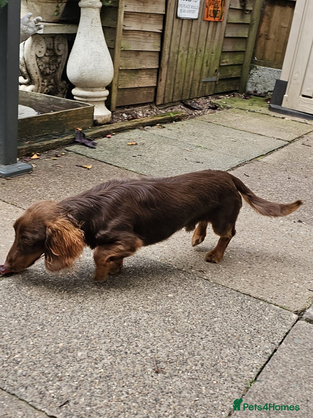 Miniature Dachshund dogs for stud: FLUFFY MINI DACHSHUND FOR STUD - Image 2