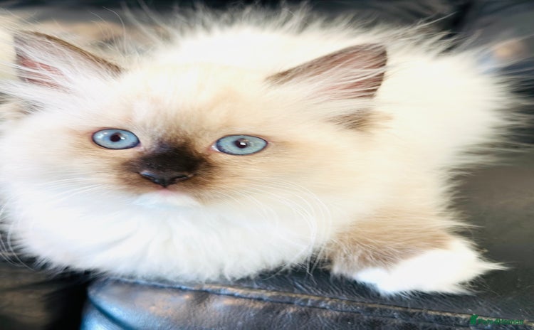 Ragdoll cats - Advert 10
