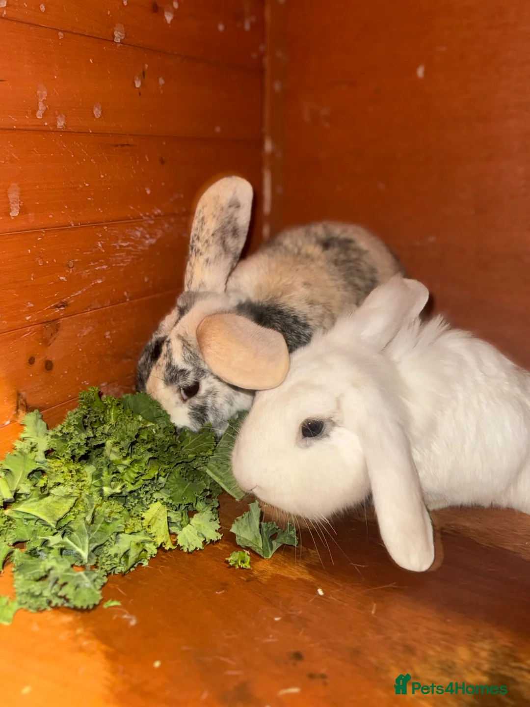 Mixed Breed rabbits for sale: 2 Rabbits for sale - Advert 7