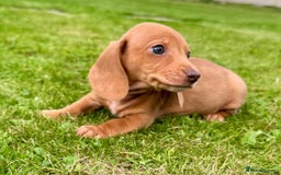 Miniature Dachshund dogs for sale: Red long haired shaded red  - Image 13