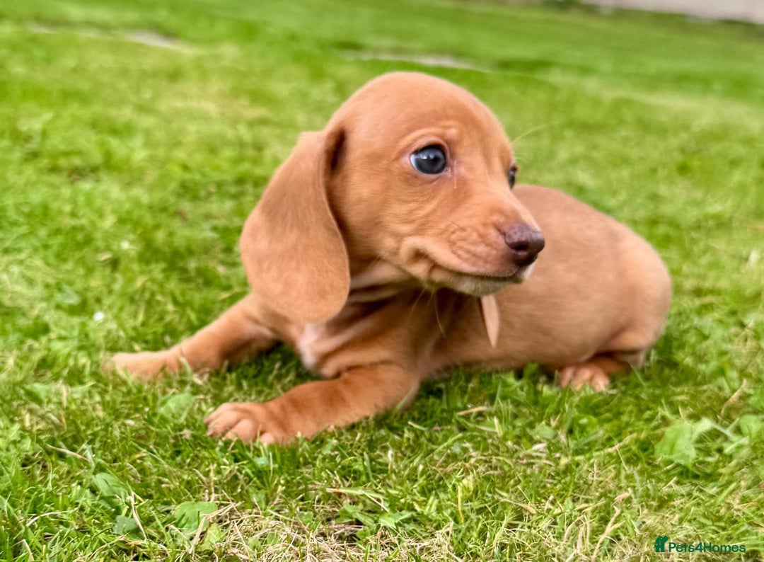 Miniature Dachshund dogs for sale: Red long haired shaded red  - Image 13
