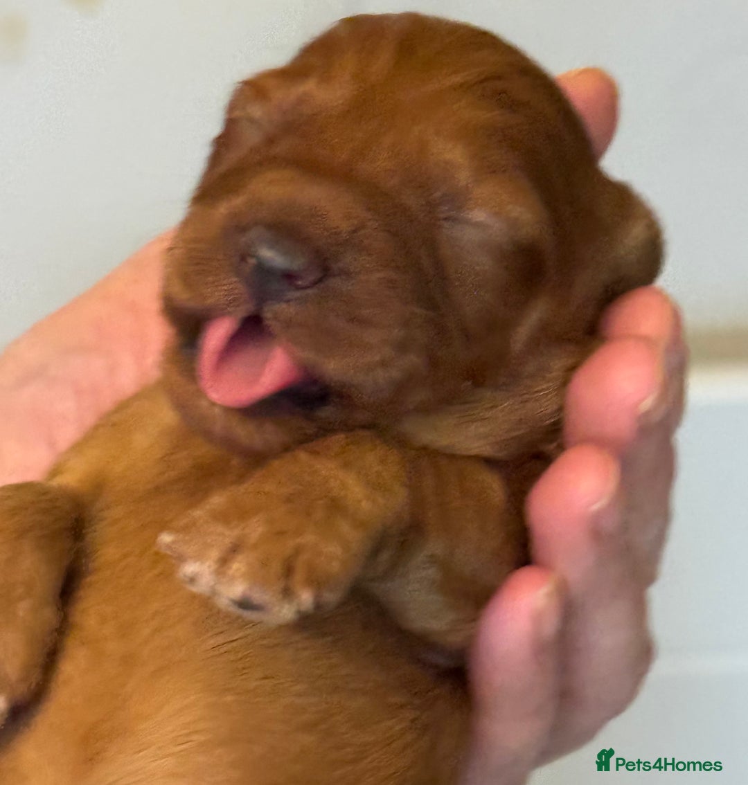 Australian Labradoodle dogs for sale: 100% Pure bred Australian Labradoodle - Advert 21