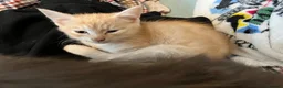 Mixed Breed cats for sale: 2 ginger boys in Glasgow - Advert 4