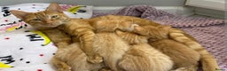 Mixed Breed cats for sale: Ginger tabby kittens  - Advert 6