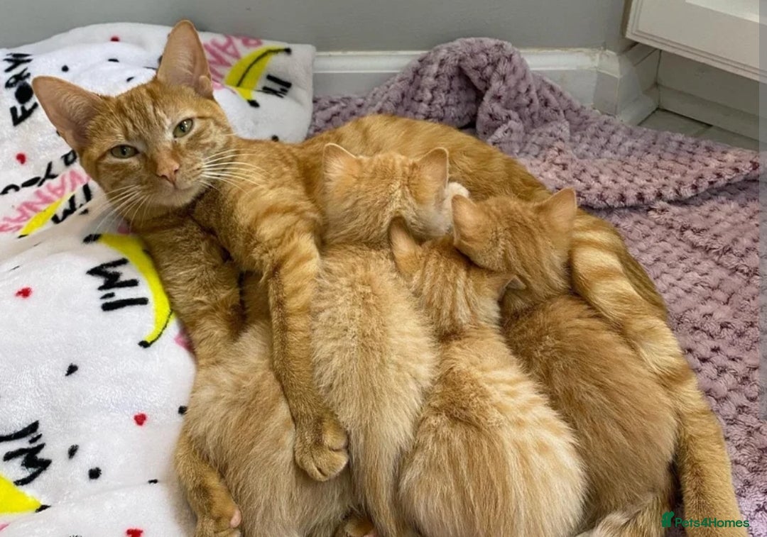 Mixed Breed cats for sale: Ginger tabby kittens  - Advert 6