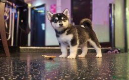 Alaskan Malamute dogs for sale: Full pedigree Alaskan Malamute Puppies - Image 9