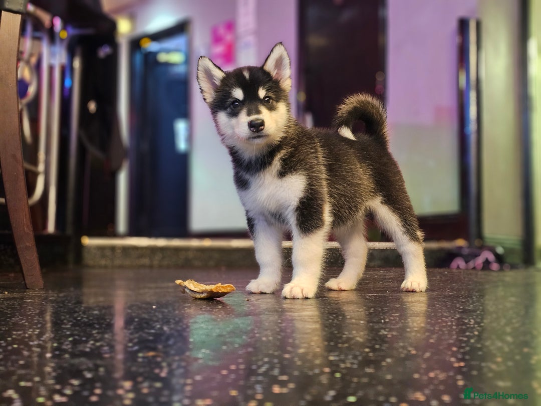 Alaskan Malamute dogs for sale: Full pedigree Alaskan Malamute Puppies - Image 9
