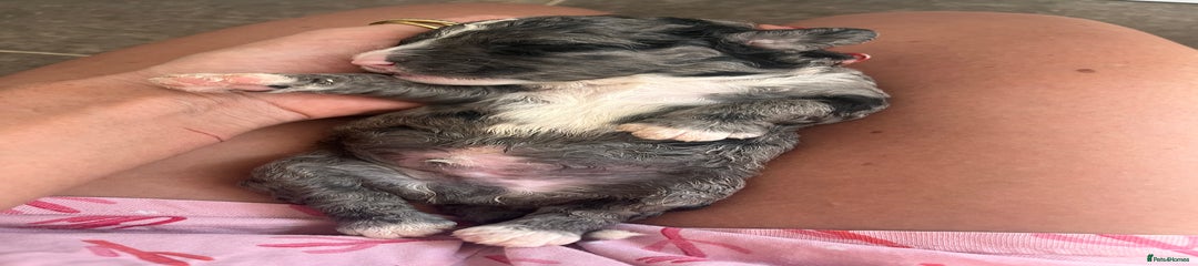 Sproodle Puppy 7