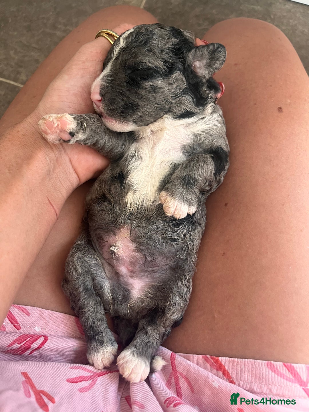 Sproodle dogs for sale: Sproodle puppies  - Image 38