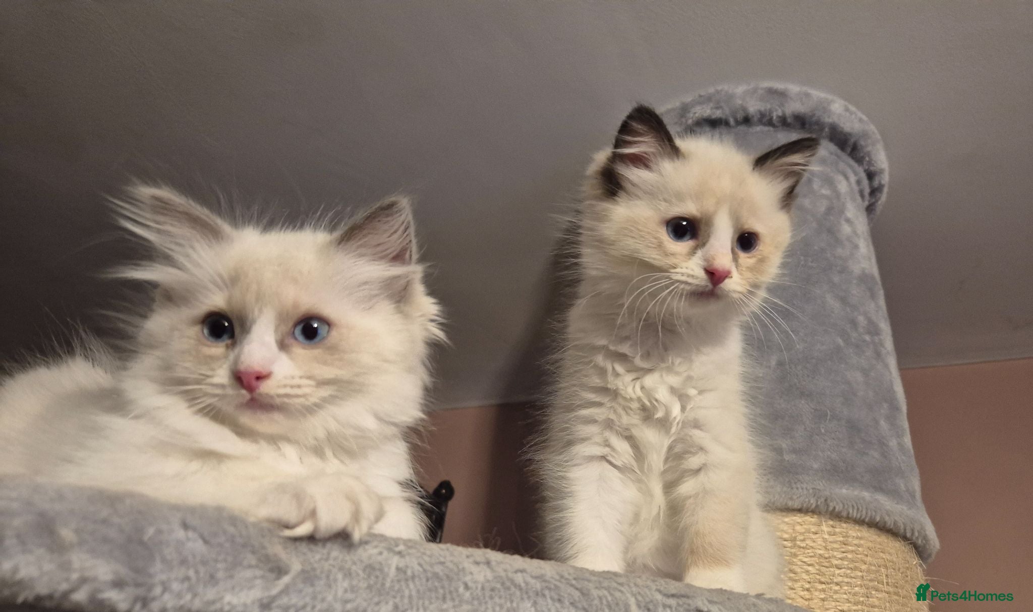 Ragdoll cats Beautiful Bi-Colour Ragdoll's - Advert 2
