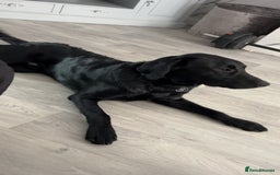 Labrador Retriever dogs for sale: One year old make labrador - Image 1