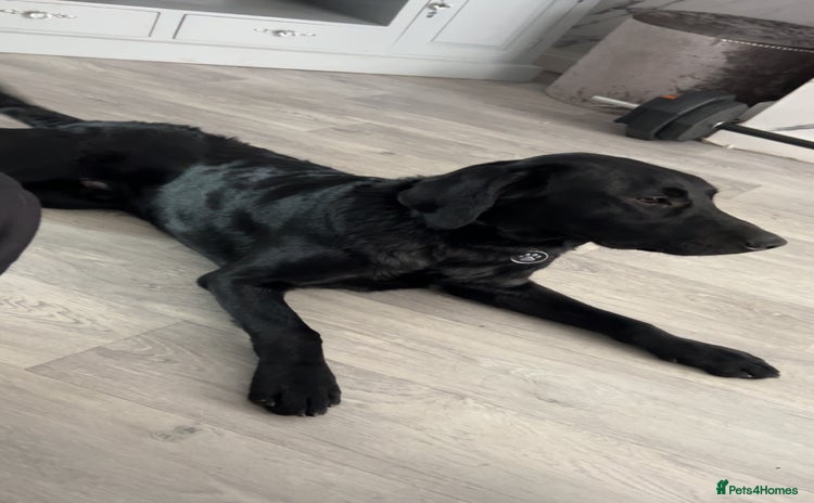 Labrador Retriever dogs - Advert 2