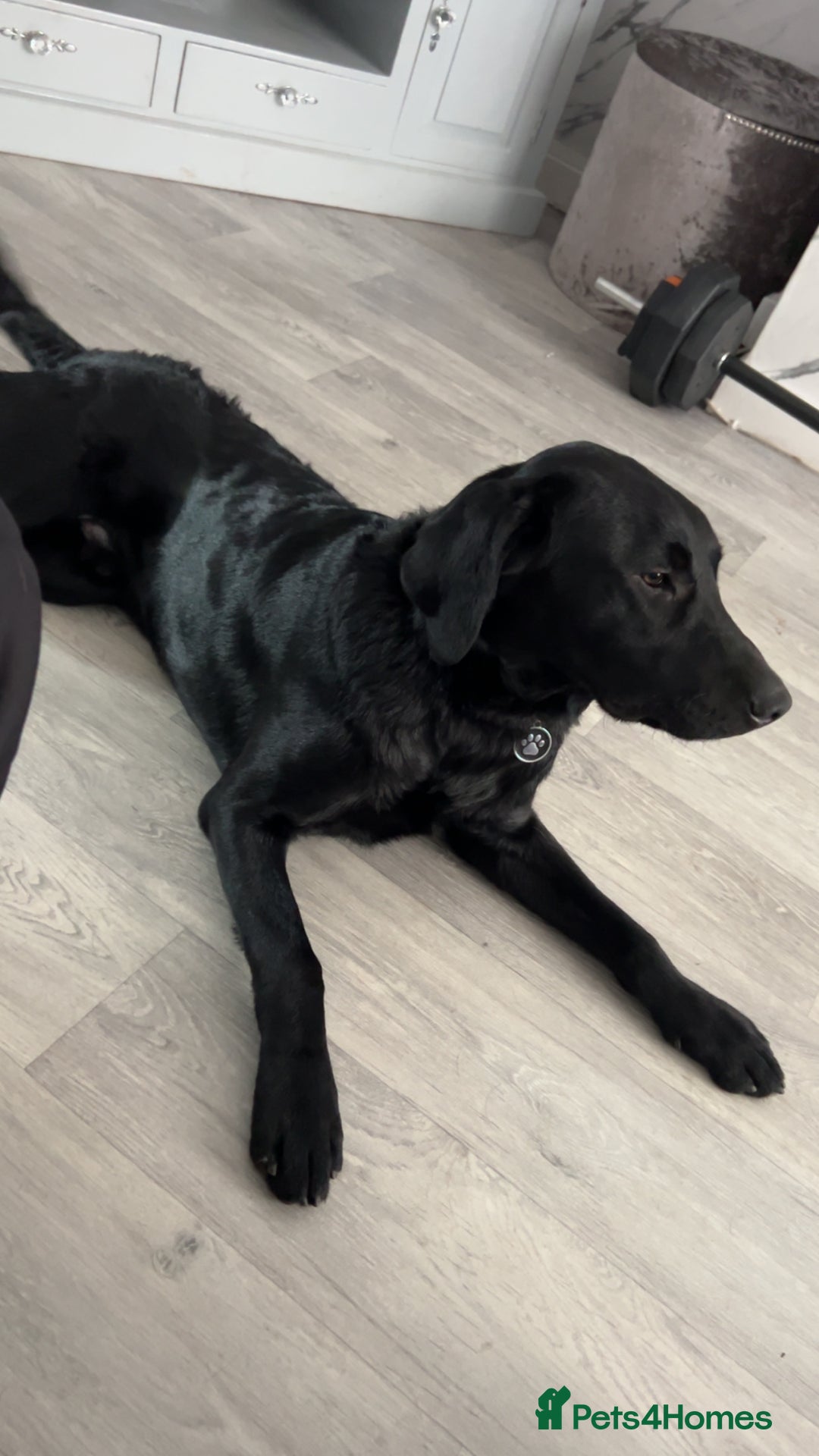 Labrador Retriever dogs for sale: One year old make labrador - Image 1