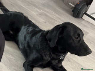 Labrador Retriever dogs - Advert 2