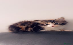 Mixed Breed cats for sale: Maximum  - Image 4