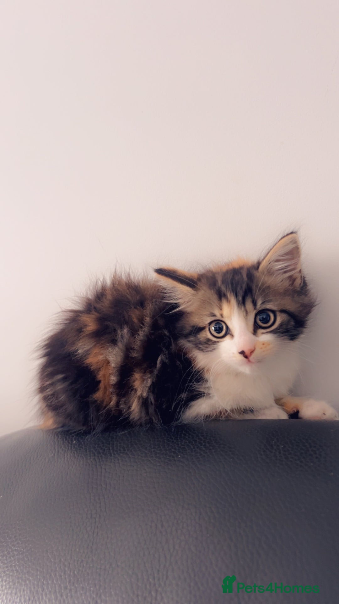 Mixed Breed cats for sale: Maximum  - Image 4