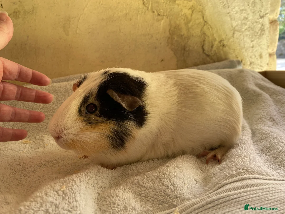 Guinea Pig rodents for sale: Guinea pig sows available  - Advert 2