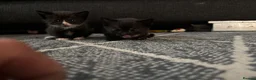 Mixed Breed cats for sale: 6 mixed kittens  - Advert 4