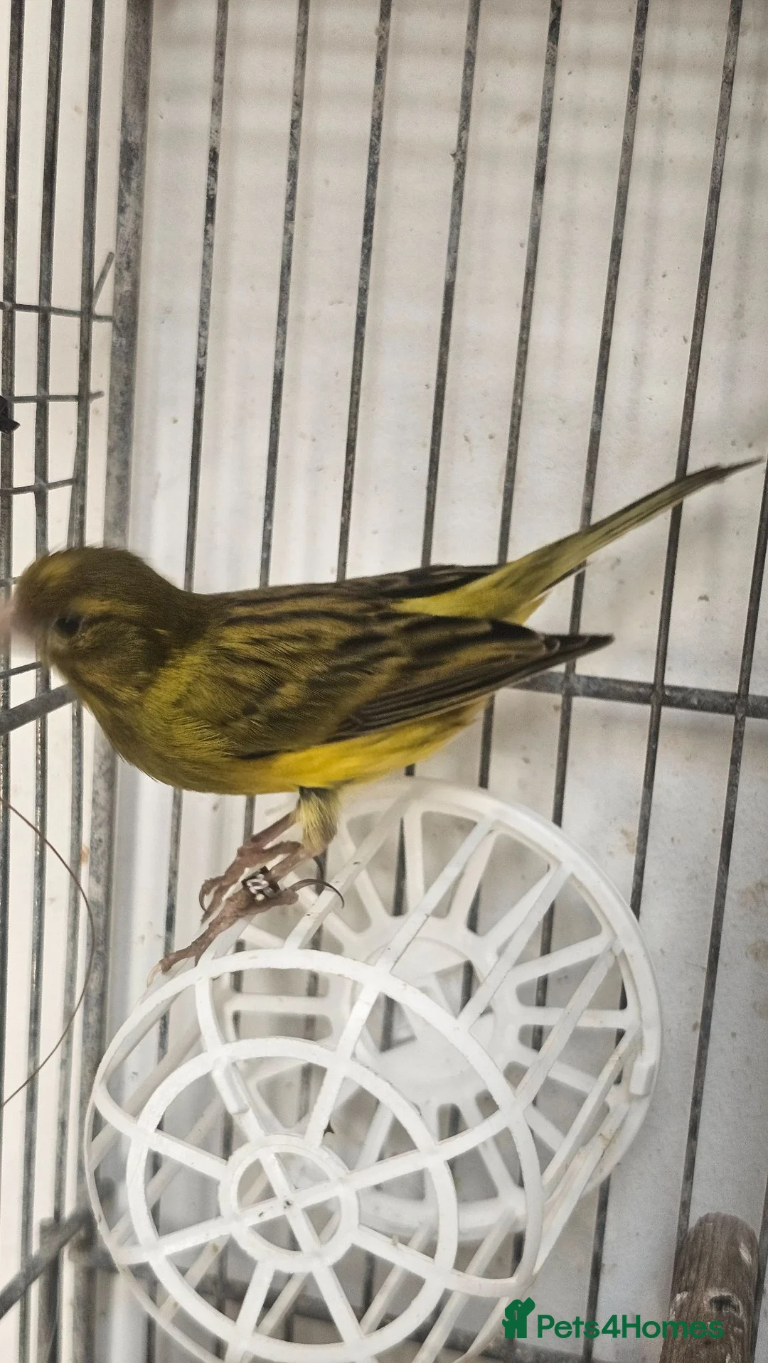 Canaries birds for sale: Canaries for sale  - Advert 35