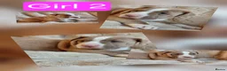 Mixed Breed dogs for sale: Stunning Bullmastiff x Pups - Advert 8