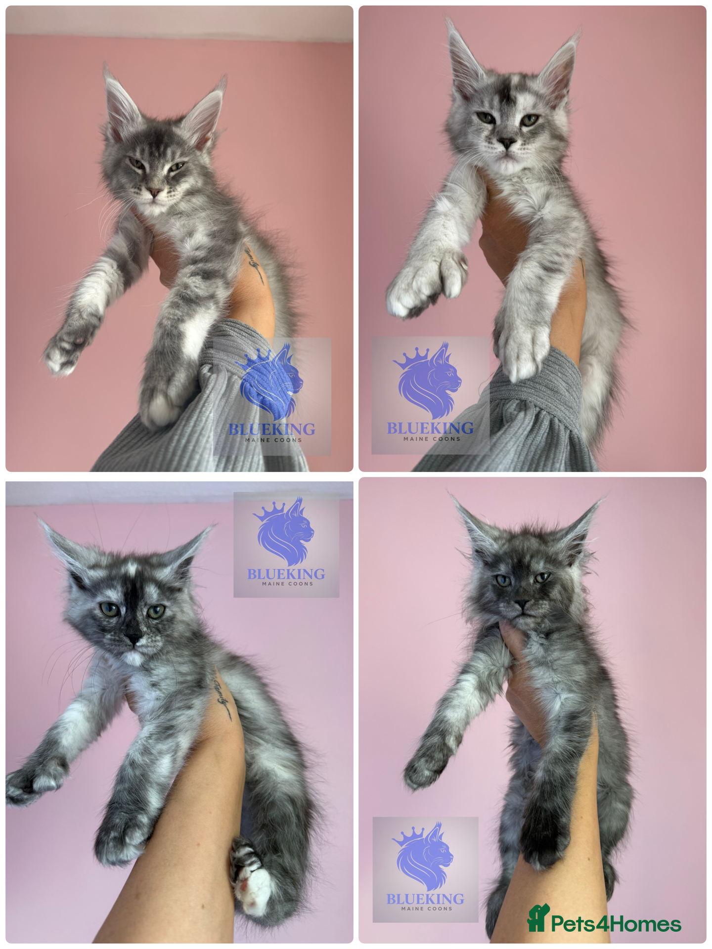 Maine Coon cats 👑 champion high silver poly Maine coon kittens 👑 - Advert 3