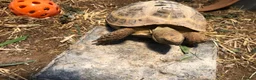Tortoise reptiles for sale: Horsefield Tortoise  - Advert 3