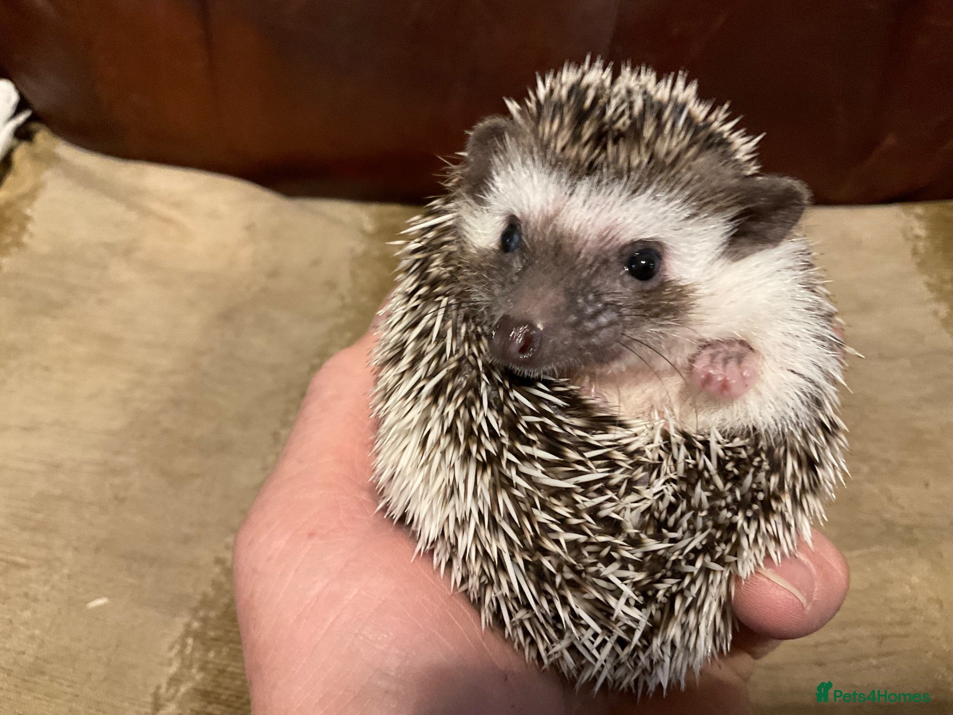 Pygmy Hedgehog rodents African Pygmy Hedghogs - Advert 1