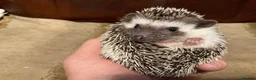 Pygmy Hedgehog rodents for sale: African Pygmy Hedghogs - Advert 1