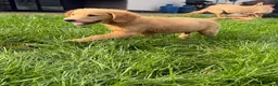 Golden Retriever dogs for sale:  Golden Retriever Puppies – 3 Beautiful Boys - Advert 4