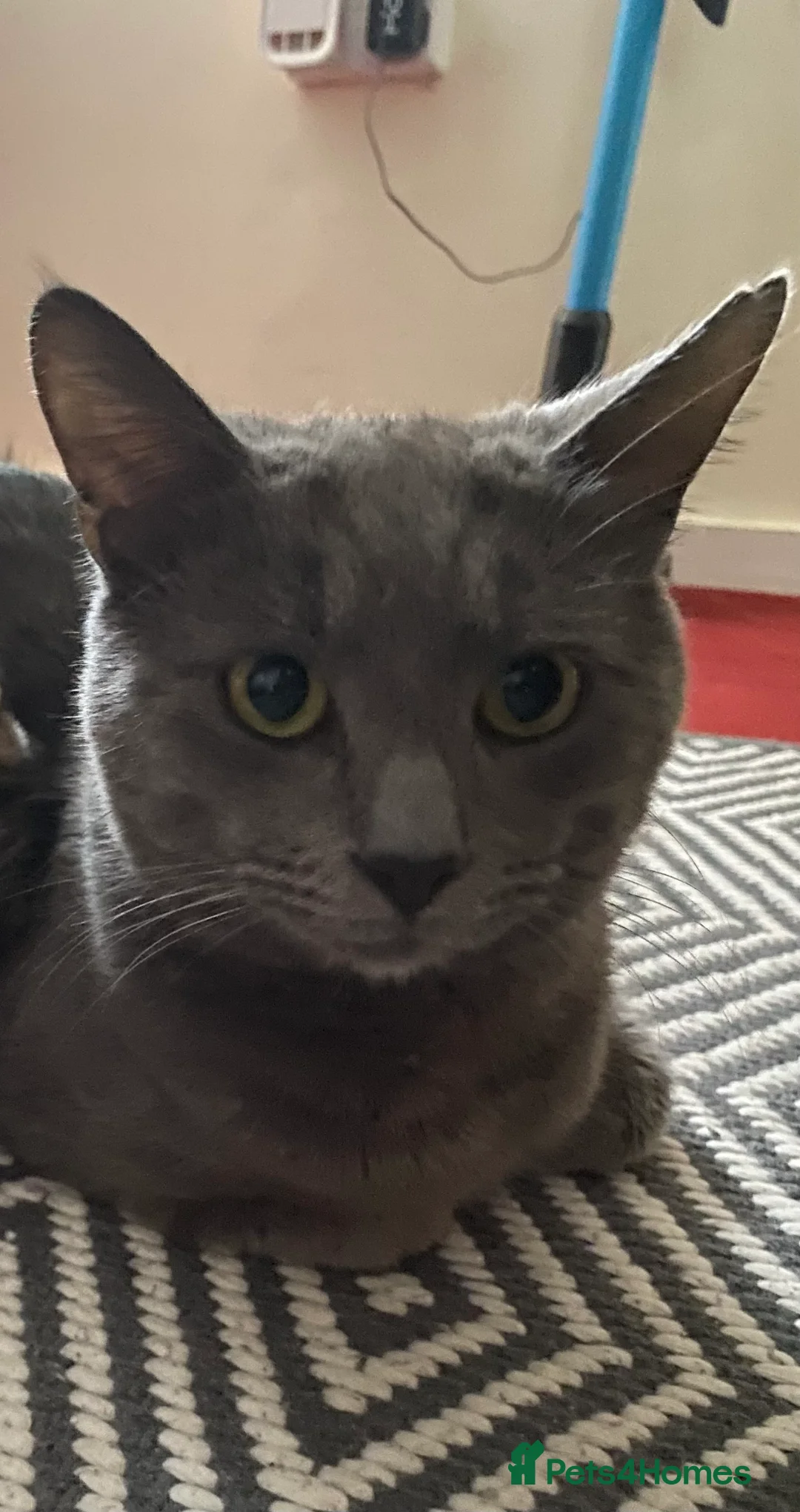 Mixed Breed cats for sale: Mixed Russian  - Advert 2