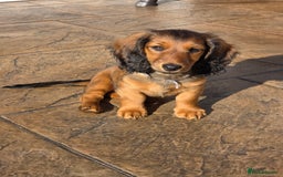 Dachshund dogs for sale: Red long-haired standard dachshund puppies - Image 27