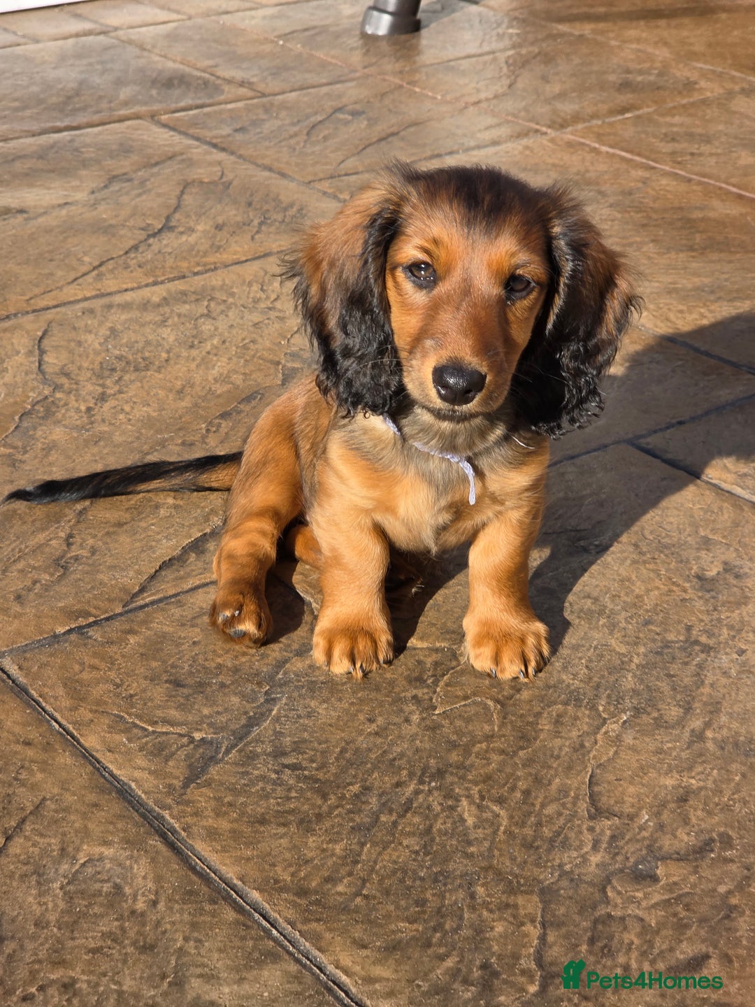 Dachshund dogs for sale: Red long-haired standard dachshund puppies - Image 27